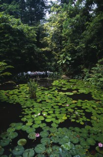 MALAYSIA, Penang, Georgetown, The Botanical Gardens lilly pond with visiting party of school