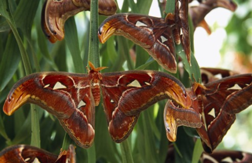 MALAYSIA, Penang, "Butterfly Farm. Atlas Moth the worlds largest moth species, close view of group