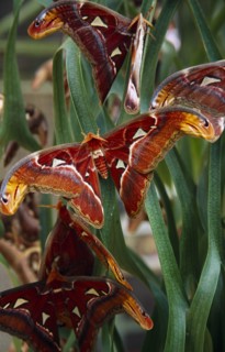 MALAYSIA, Penang, "Butterfly Farm. Atlas Moth the worlds largest moth species, close view of group