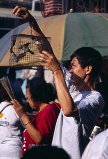MALAYSIA, Penang, Georgetown, "Goddess of Mercy Temple, also known as Kuan Yin Teng.  Man releasing