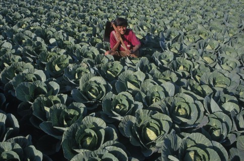 INDIA, Gujarat, Bhujodi, Farmhand in cabbage patch