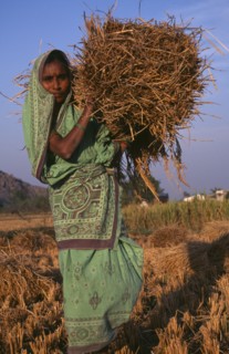 INDIA, Andhra Pradesh, Tuni, Female farm labourer carrying bundle of straw.