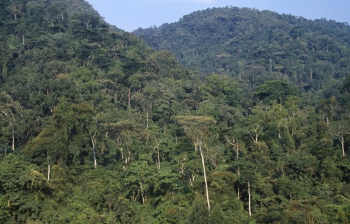 UGANDA, Bwindi , Impenetrable Forest