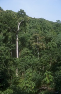 UGANDA, Sipi Falls, Mountain area of dense tropical forest