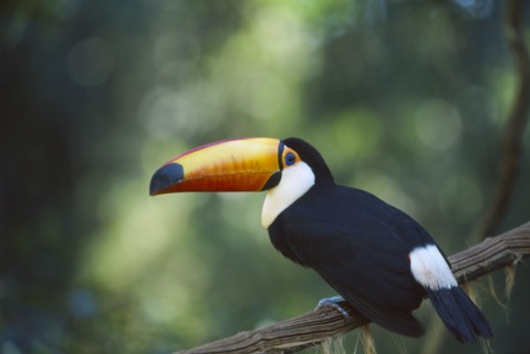 BIRDS, Perched, Small , Toco Toucan in tree in the Brazilian rainforest.