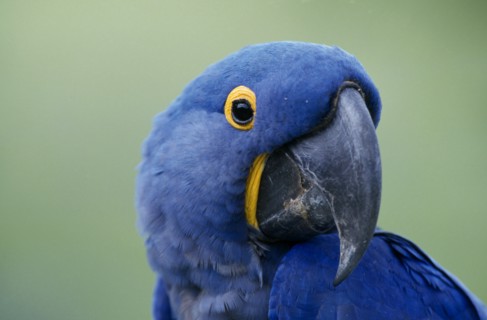 BRAZIL , BIRD,  Portrait Beak  Hyacinth Macaw
