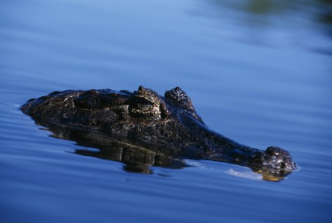 SEA LIFE , Crocodile,  Spectacled Caiman  Snout out of water in Brazil.