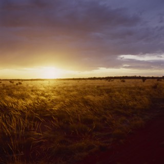 AUSTRALIA, Western Australia, Yellow sunset behind a field of golden windswept grass