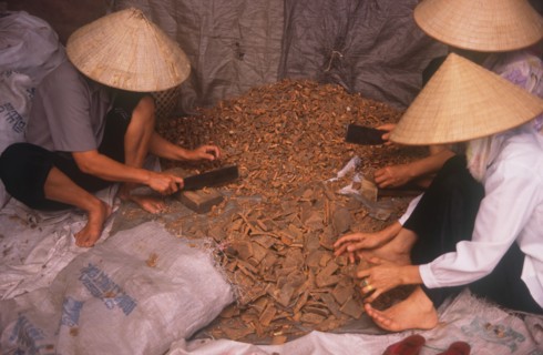 VIETNAM, Bac Ninh, Workers in conical hats preparing cinnamon.