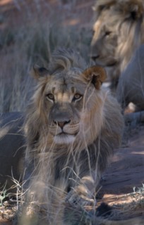 ANIMALS, Big Game, Lions, Portrait of a Kalahari Lion ( Panthera leo ) lying down.