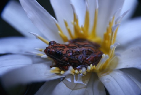 NATURAL HISTORY, Frogs, Painted reed frog ( Hyperolius sp. ) sitting in a flower floating on the