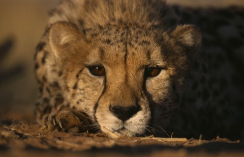 ANIMALS, Big Cats, Cheetah, Face on portrait of a Cheetah ( Acinonyx jubatus ) lying down in the