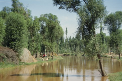 CHINA, Ningxia, Irrigation canal with sheep grazing on banks beneath trees.