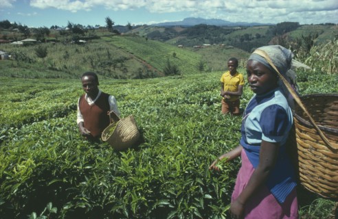 KENYA, Farming, Tea pickers