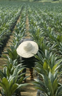 NIGERIA, Agriculture, Man tending young palm oil trees