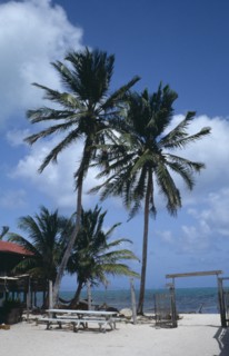 BELIZE, Caye Caulker, Tonis hotel beach with palm trees