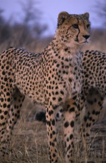 ANIMALS, Big Cats, Cheetah, Close up of a standing Cheetah in Namibia.