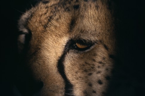 ANIMALS, Big Cats, Cheetah, Extreme close up of the partially shadowed face of a Cheetah in Namibia