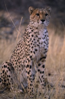 ANIMALS, Big Cats, Cheetah, Close up of sitting cheetah in Namibia.