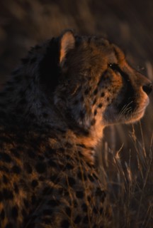 ANIMALS, Big Cats, Cheetah, Close up profile of cheetah in evening light in Namibia.