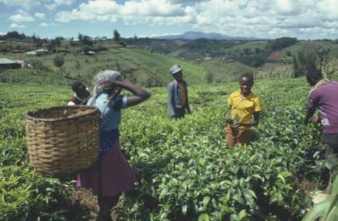 KENYA, Agriculture, Group of tea pickers working in field.