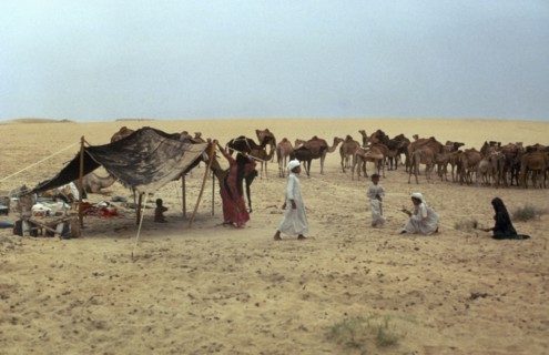 MIDDLE EAST, Bedouin, Bedouins setting up camp with camel herd in the background