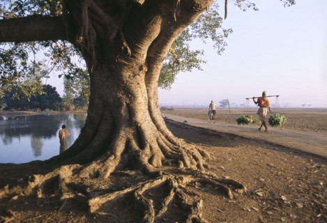 INDIA, Andhra Pradesh, Landscape, "Rural scene with large tree with spreading roots in foreground,