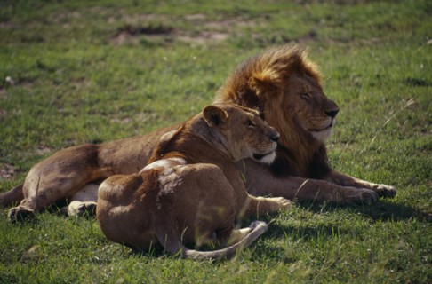 KENYA, Animals, Lion, Pair of lions lying together