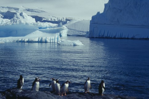 ANTARCTICA, Antarctic Peninsula, Penguins on rocks in the foreground with Ice cliffs over water