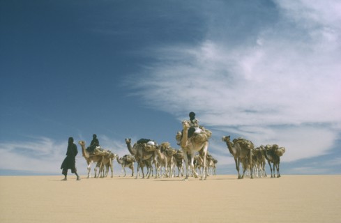 NIGER, Transport, Camel train transporting salt from Bilma to Agadez