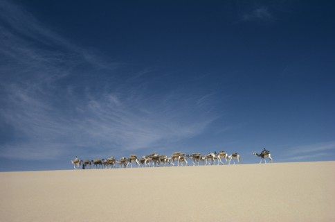 NIGER, Desert, Camel train on ridge of sand dune