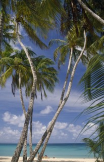 MARTINIQUE, Ste Anne, People on white sand beach with palm trees in the foreground.