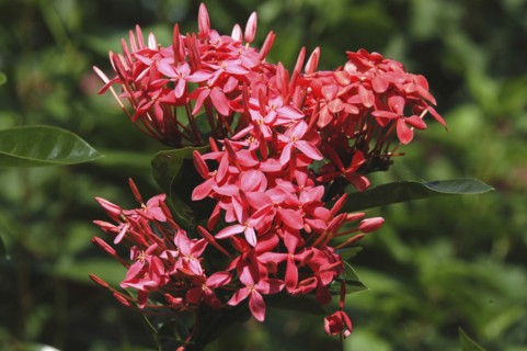 WEST INDIES, Cayman Islands, Red flower
