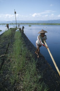MYANMAR, Inle Lake, People propelling floating gardens through water using bamboo poles.