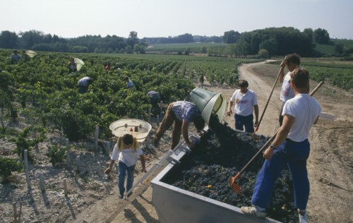 FRANCE, Aquitane, Bordeaux, Wine harvest or Le Vendage at Chateau Pontet Canet