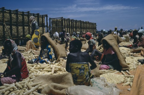 TANZANIA, Farming, Women workers sorting maize.