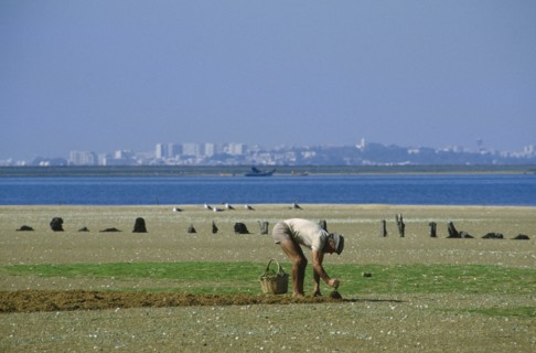 PORTUGAL, Algarve, Culatra Island, Man digging for shellfish on sandy island with Faro cityscape in