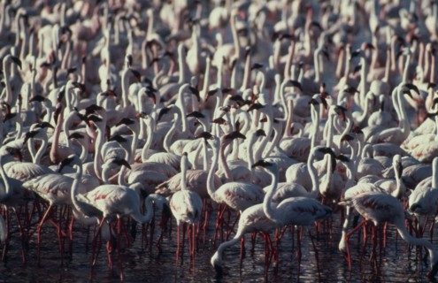 TANZANIA, Ngorongoro Crater, Lesser flamingo.