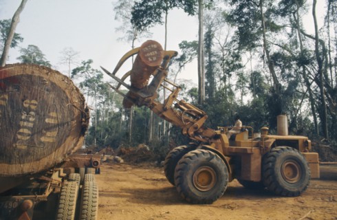 IVORY COAST, Industry, Timber workers clearing the rainforests