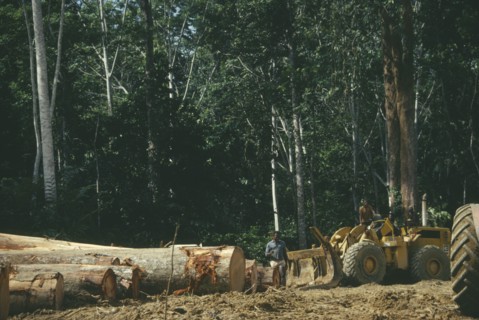 GABON, Ndjole, Industry, Row of trees cut down by loggers for the timber industry