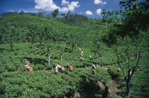 SRI LANKA, Nuwara Eliya, Tamil women picking tea