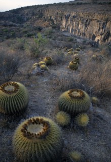 MEXICO, San Miguel de Allende, Cacti at Jardin Botanico El Charco del Ingenio