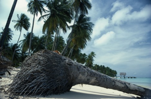 WEST INDIES, Tobago, Trees, Palm tree on beach uprooted by wind.  Cropped view showing lower trunk