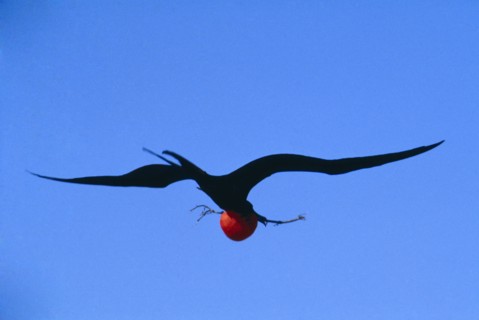 ECUADOR, Galapagos Islands, Male Frigate bird flying through blue sky