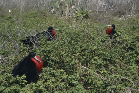 ECUADOR, Galapagos Islands, Tower Island, Male Frigate birds sitting among bushes