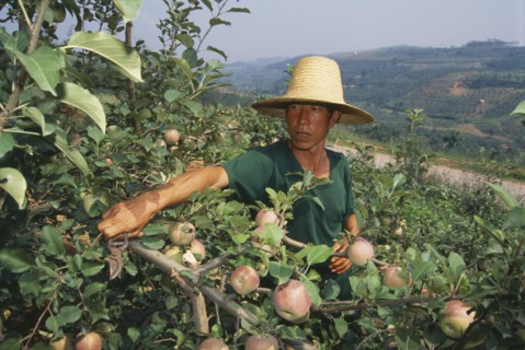 CHINA, Henan Province, Farming, Apple farmer pruning trees in orchard.