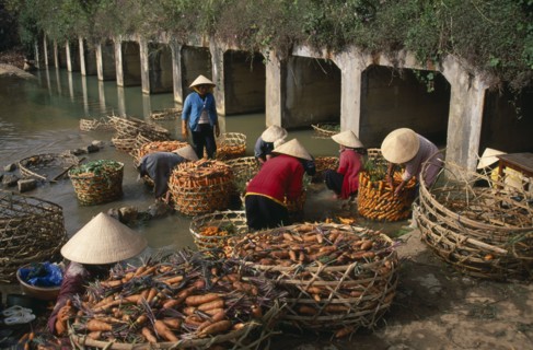 VIETNAM, Dalat, Women in conical hats washing carrots in the river below Xuan Huong dam