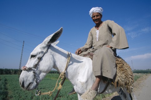 EGYPT, Nile Valley, Luxor, Cropped view of man riding donkey.