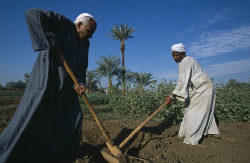 EGYPT, Nile Valley, Luxor, Two men tilling field by hand in preparation for crop of maize or sugar