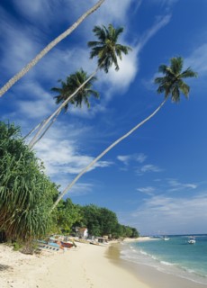 SRI LANKA, Unawatuna, Narrow strip of sandy beach lined with vegetation and overhanging palm trees